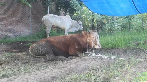 Two cows Stock Footage 201606455