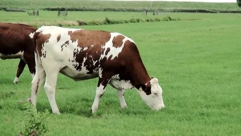 Two cows on the grassfield Stock Footage 82966801