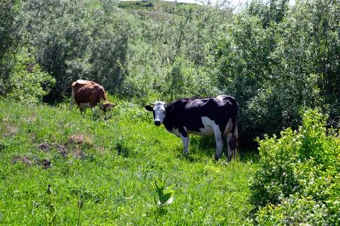 Two cows graze among the trees, nibbling fresh, lush grass. Agriculture Stock Photos