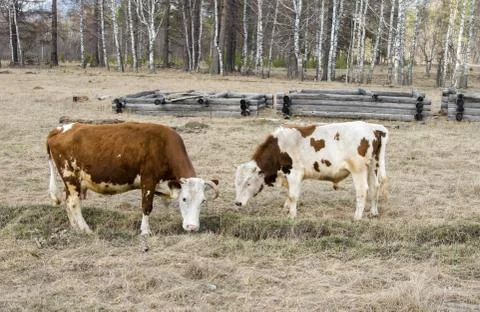 Two cows graze on the field next to the village Foto stock