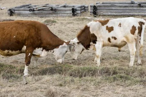Two cows graze on the field next to the village Stock Photos