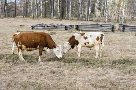 Two cows graze on the field next to the village Stock Photos