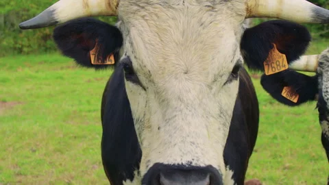 Two cows graze on green grass as a swarm of flies circles around them. Stock Footage 309444145