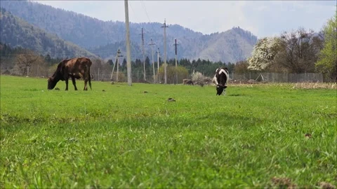 Two cows graze on lush green grass in a serene meadow, with a picturesque Vidéo 307494545