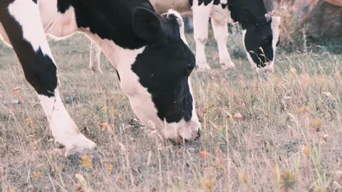 Two cows graze in a meadow, eat grass. Natural walking, natural farm milk Video stock 160360333