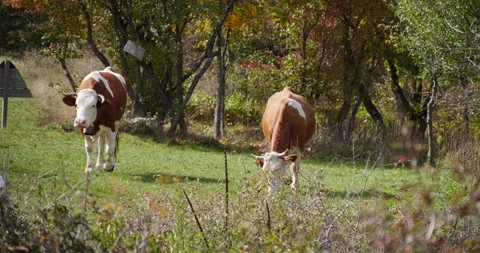 Two cows graze in the meadow Stock-Footage 263062584