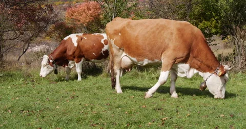 Two cows graze in the meadow, green grass, natural milk 스톡 동영상 263061911