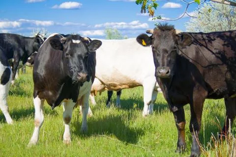 Two cows graze in a meadow, next to a herd of cows. Foto stock