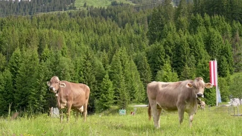 Two cows graze peacefully in an alpine meadow surrounded by dense forests, with Stockbeeldmateriaal 282149475
