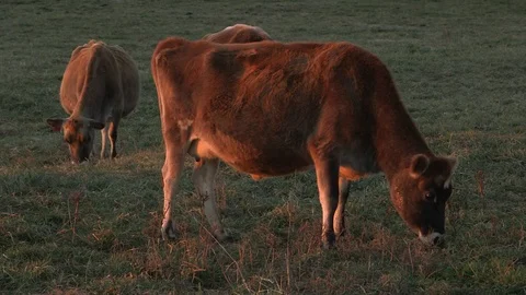 Two cows graze at sunset 库存影片 97763982