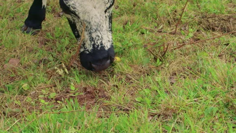 Two cows graze together on grass, seemingly interested in a small apple 스톡 동영상 309444152