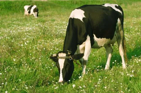 Two cows grazed on a meadow Stock Photos