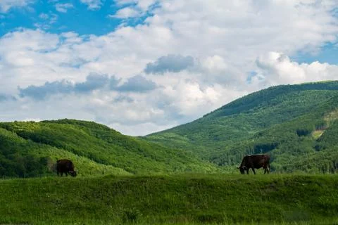 Two cows grazes on the background of the mountains Stock Photos