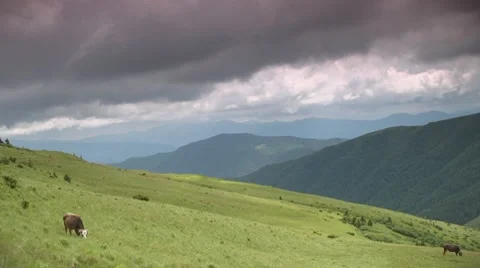 Two cows grazes on the mountain slope Stock-Footage 7903610
