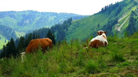 Two cows grazing in bavarian mountains alps Wallberg Tegernsee Stock Footage 100549114