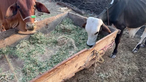 Two Cows Grazing on Cut Grass in a Trough Stock Footage 320354518