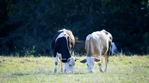 Two cows grazing in a field Video stock 79519017