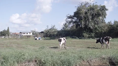 Two Cows Grazing in Field Pan 스톡 동영상 87703924