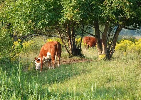 Two cows grazing in the floodplain of the river Vecht Stock Photos