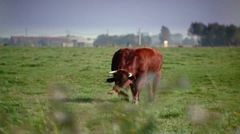 Two cows grazing. 動画素材 8773202