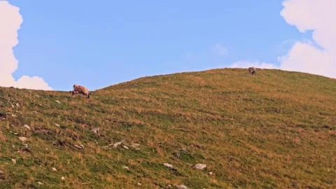 Two cows grazing freely on a green mountain pasture Stock Footage 341477426