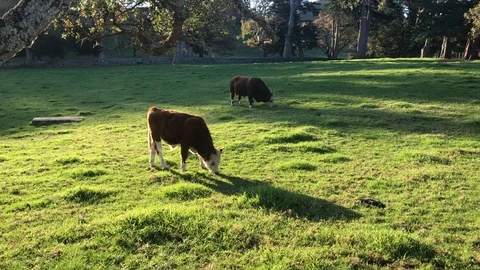 Two cows grazing in the green field Stock Footage 109440630