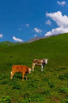 Two Cows Grazing on a Green Hillside in Kyrgyzstan Fotos de archivo
