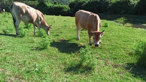 Two cows grazing in a green meadow Vidéo 132109323