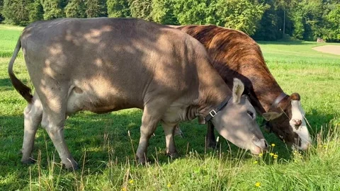 Two cows grazing on a green meadow Stock Footage 248916730