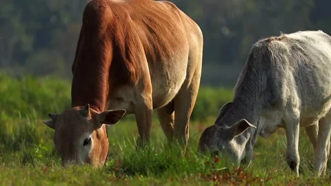 Two Cows Grazing on Green Pasture in Rural Countryside Video stock 327609436