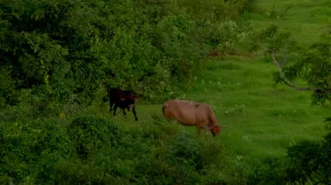 Two Cows Grazing Landscape Mountains  Stock Footage 22157888