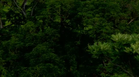 Two Cows Grazing Landscape Mountains  Stock Footage 22157900