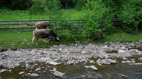 Two cows grazing in the meadow 動画素材 51726611