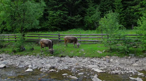 Two cows grazing in the meadow 動画素材 51726728