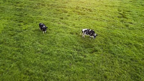 Two cows grazing in a meadow top view from drone aerial photography Stock Photos