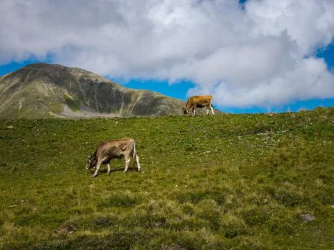Two Cows Grazing on a Mountain Meadow Under Blue Sky and Clouds in a Summer.. Stock Photos