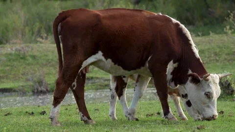 Two cows grazing in a natural and peaceful environment of rural farm. Cow w.. Stock Footage 283020249