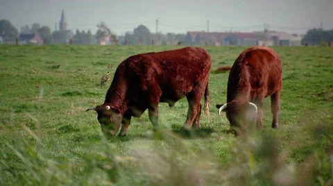 Two cows grazing with pano movement Stock Footage 8773367