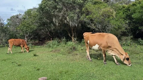 Two cows grazing peacefully in a meadow with a forest in the background Stock Footage 330196321