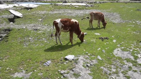 Two cows grazing peacefully together in serene natural landscape Video stock 330316933