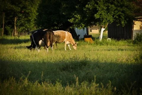 Two cows grazing Foto stock