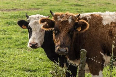 Two cows grazing Stock Photos