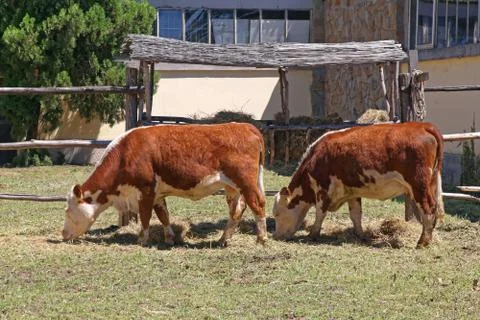Two Cows Grazing Stock Photos
