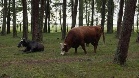 Two cows grazing in quiet forest clearing with tall pine trees and grassy ground Stock Footage 344773577