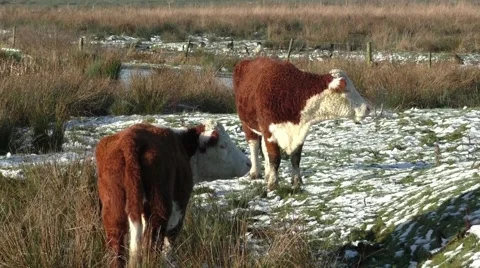 Two cows grazing on a snowy marshland - Geese in the background. Stock Footage 45447142