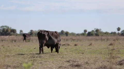 Two Cows Grazing in South Florida Field (Sequence) Stock Footage 74597574