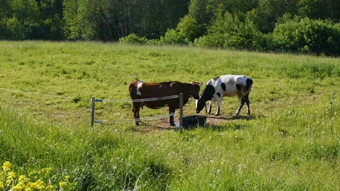 Two cows grazing in summer meadow Stock Footage 90747436
