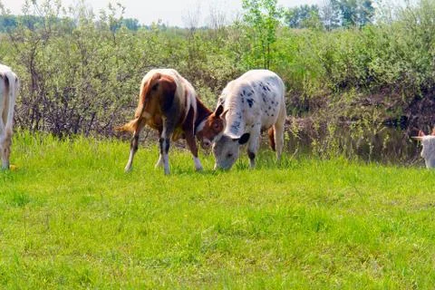 Two cows on green meadow Stock-Fotos