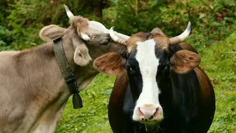 Two cows on a green mountain slope. Close-up Video stock 77159595