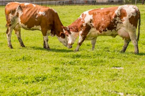Two cows headbanging on the meadow Foto stock